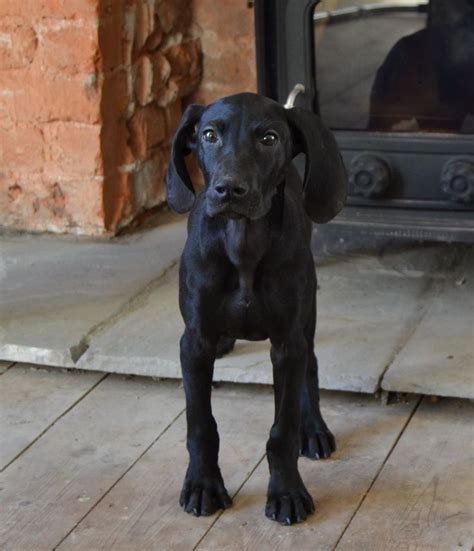 Akc master hunter bo and the mother is dakota: Best 25+ German shorthaired pointer ideas on Pinterest ...