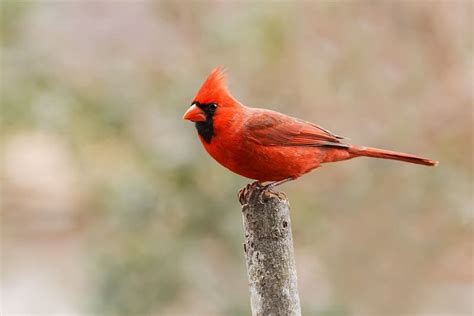 10 Most Common Birds In North America