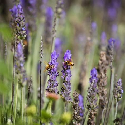 Free Images Honeybee Flower Flowering Plant English Lavender