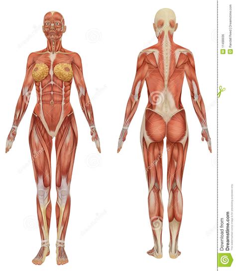 Body anatomy, anatomy study, anatomy art, anatomy drawing, art reference poses, body reference, anatomy reference parts of knee diagram body is a machinequadriceps muscle as a pulley. Female Muscular Anatomy Front And Rear View Stock ...