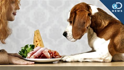 What Human Foods Can Golden Retrievers Eat Safely