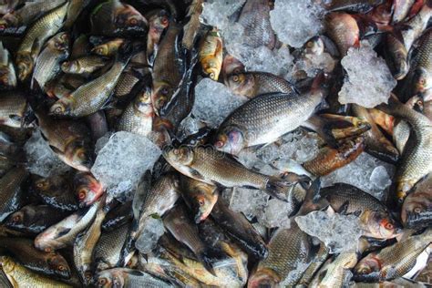 Pile Of Freshly Catched Rohu Fish Labeo Rohita Fish With Ice In Indian