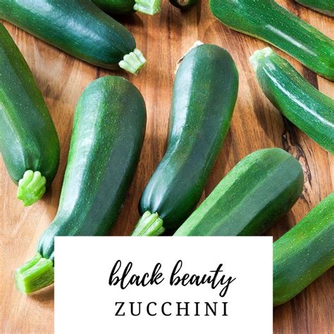 This will stop the zucchini seeds from rotting in the wet compost. Zucchini Black Beauty (Summer) Squash | Organic seeds ...