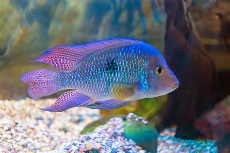 Discus, angelfish, dwarf cichlids, and more. Cichlid | Fun Animals Wiki, Videos, Pictures, Stories
