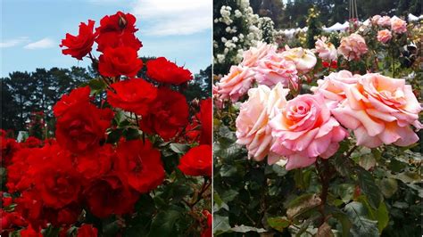 Cruising around pinterest we collected a group of some of the most repinned rose pictures we could find. Roses - Stunning colorful roses and most beautiful flower ...