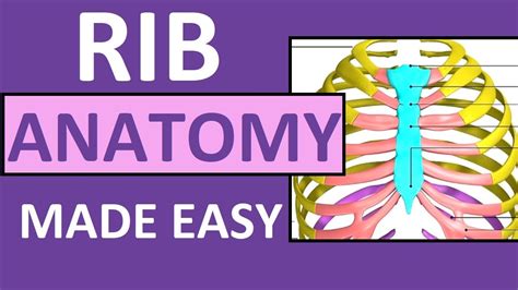 rib anatomy true ribs false ribs floating ribs typical vs atypical ribs youtube