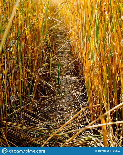 Sunlight Wheat Fieldwheat Field Way Beautiful Way Wheat Straw Stock