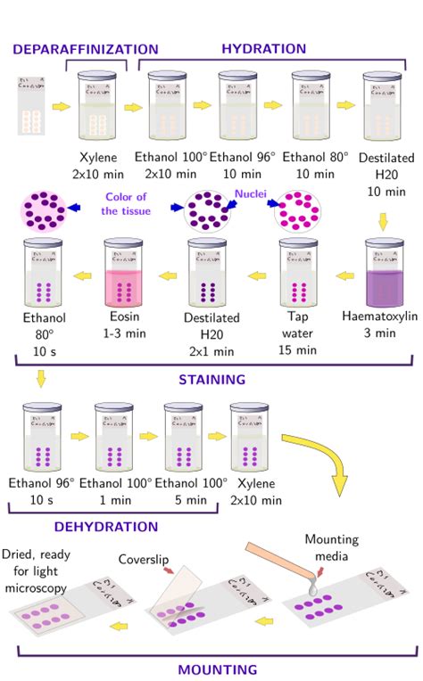 Histological Techniques 5 Staining General Staining Atlas Of Plant