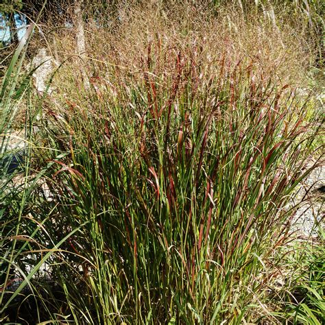 Prairie Flame Switch Grass For Sale Online The Tree Center