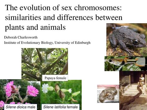 Ppt The Evolution Of Sex Chromosomes Similarities And Differences