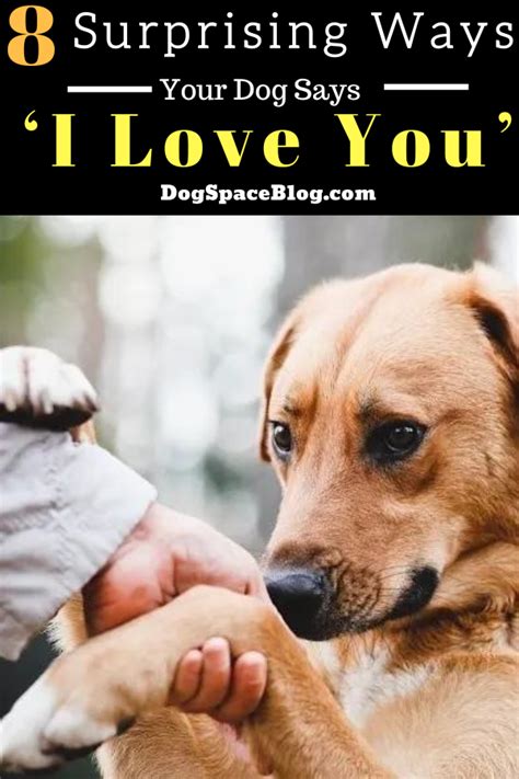 8 Ways Your Dog Says “i Love You” Dogspaceblog Dog Training Dog