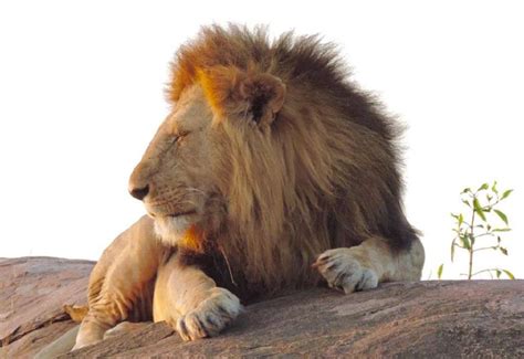 For more related info, faqs and issues please refer to dearflip wordpress flipbook plugin help documentation. Datos sobre leones que quizá no conozcas - Safari Kenia y ...