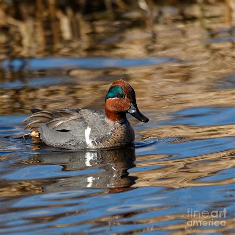 Green Winged Teal Duck Photograph By Sue Harper Pixels