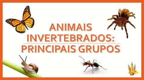 Animais Invertebrados Principais Grupos 7° Ano Youtube