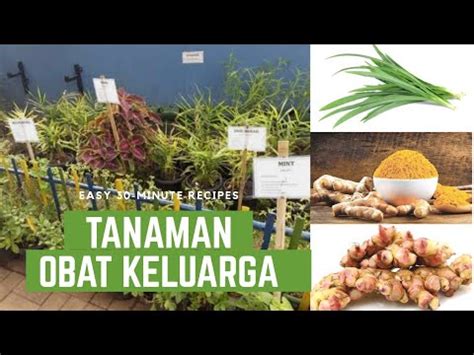 Sedangkan guru ada yang tertular dari keluarga dan aktivitas sekolah. Manfaat Tanaman Obat Keluarga ( TOGA ) Bagi Kehidupan ...