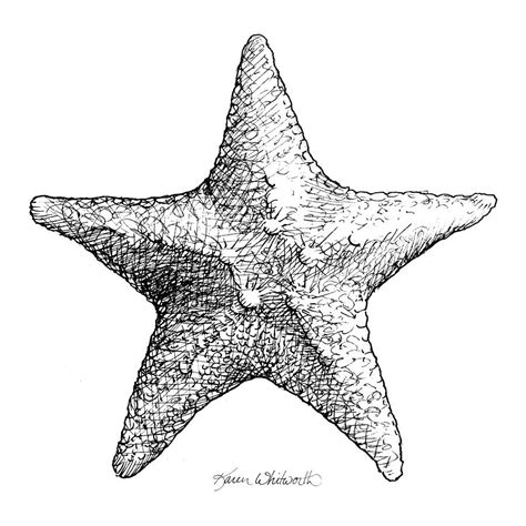 Modern Sea Star Clipart Starfish Clip Art Commercial License Black And