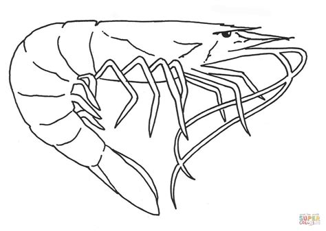 Shrimp coloring page | Free Printable Coloring Pages | Coloring pages, Coloring book pages