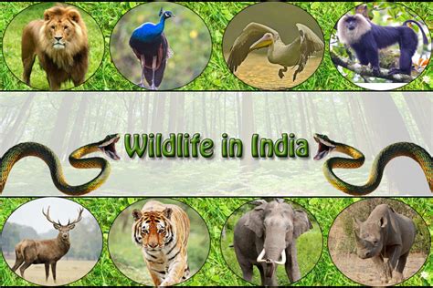 Top 10 Wildlife Sanctuaries And National Parks In India The Best