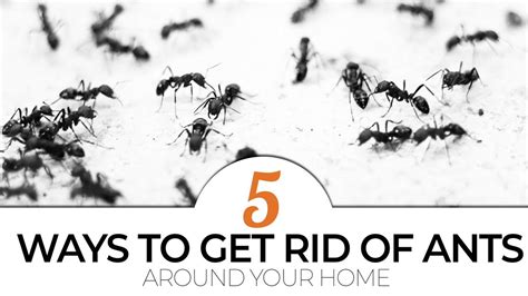 5 ways to get rid of ants around your home stop the ant invasion of your home this week i m