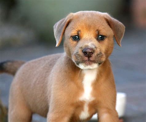 (ok, please don't name your dog gretch.) let your dog's unique physical characteristics guide your naming choice. dog | Flickr - Photo Sharing!