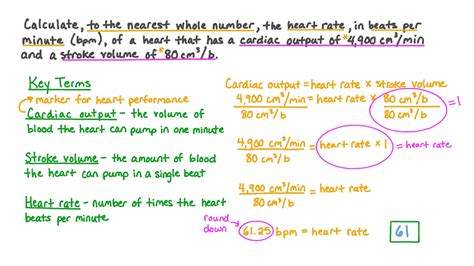 Question Video Calculating Heart Rate From Cardiac Output And Stroke