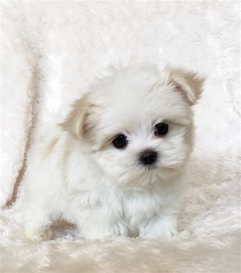 Maltipoo puppies are usually great with children; Teacup Maltipoo Puppy for sale! California | iHeartTeacups