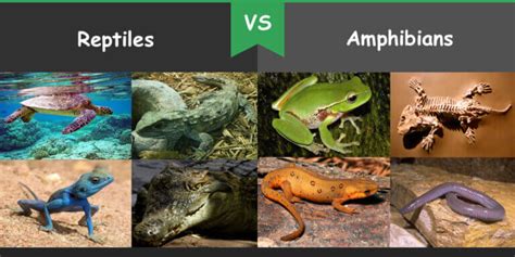 Difference Between Amphibians And Reptiles Bio Differences