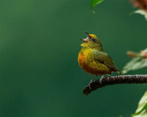 Fotos Gratis Rama Pájaro Flor Fauna Silvestre Verde Pico