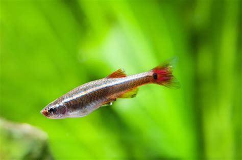 White Cloud Mountain Minnow The Care Feeding And Breeding Of White