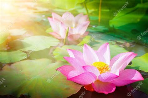 Premium Photo Beautiful Pink Lotus Flower In Nature With Sunrise For