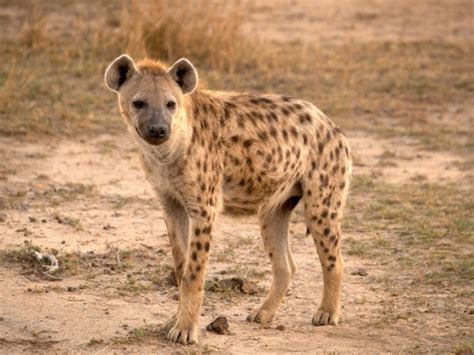 Hyenas Wild Animal Facts And Photographs The Wildlife