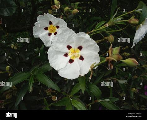 Cistus Cistaceae Rock Rose White Flower Yellow Centre Evergreen Shrub