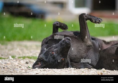 Cute Black Mutt Dog Rolling On A Backyard And Looking At Camera Stock