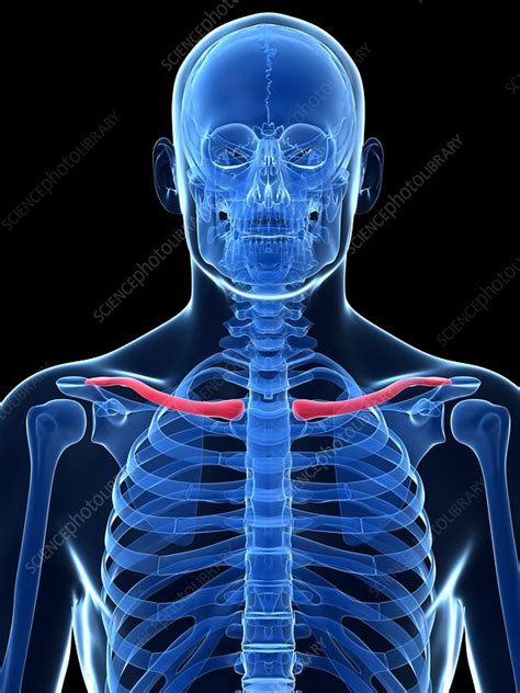 Human Collar Bone Illustration Stock Image F0107765 Science