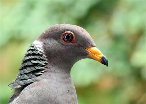 Shoreline Area News For The Birds Band Tailed Pigeon Do You Have Some