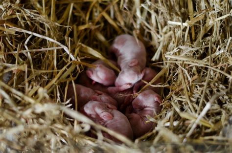 Newborn Rabbits Lenspiration