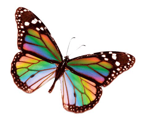 Rainbow Butterfly Png Photo Png Arts