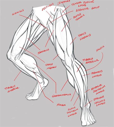 Leg Anatomy Study Terminology By