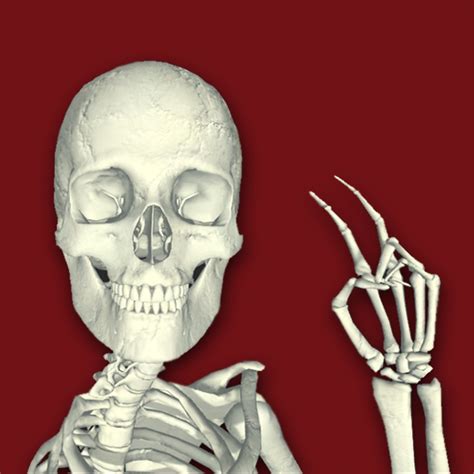 Top 999 Skeleton Images Amazing Collection Skeleton Images Full 4k