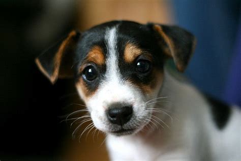 Misty Adorable Jack Russell Puppy Jack Russell Terrier Puppies