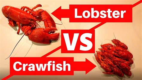 🆚what Is The Difference Between Lobster And Crayfish Lobster Vs