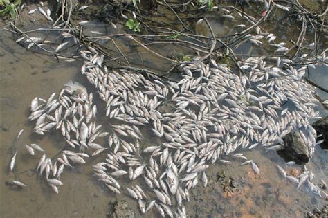 The entire wiki with photo and video galleries for each article. Quang Ngai mass fish deaths under investigation - News ...