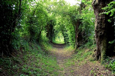Tree Tunnels Are Mystical Magicalwhimsicle Tree Tunnel French