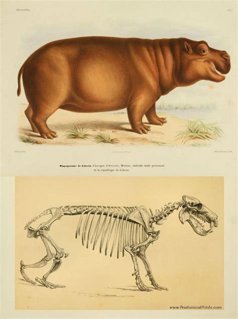 Vintage Reproduction Veterinary Anatomical Prints