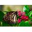 April Flowers Bring May Monarchs  Kentucky Living