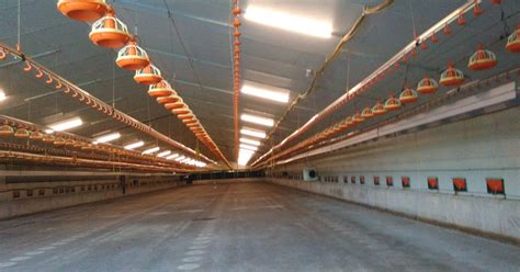 Poultry House Lighting Nt Led Poultrylighting