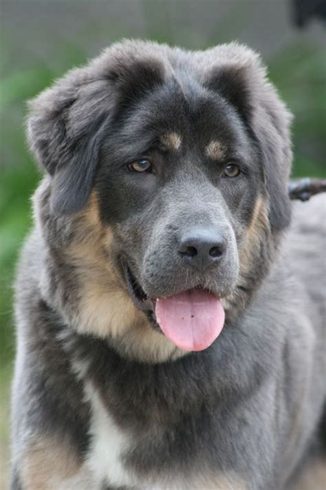 Tibetan Mastiff Mastiff Breeds Mastiff Dogs Mastiff Mix Giant Dog