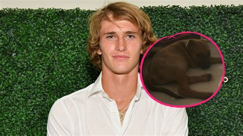 Getty/instagram the former girlfriend of alexander zverev has given birth to the german tennis star's baby. So süß! Alexander Zverev adoptiert Welpen aus Tierheim ...