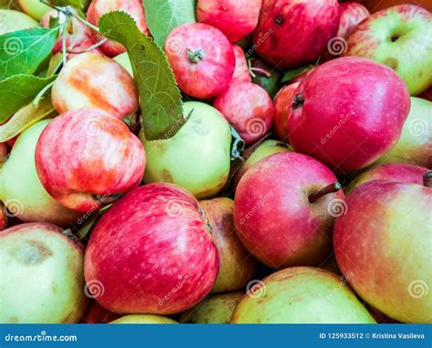 A Lot Of Green Red Organic Fresh Sweet Apples Stock Photo Image Of