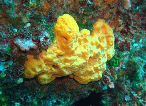 Sea Sponges Characteristics Reproduction Uses And More
